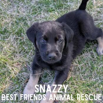 Snazzy -  Terrier Dog for Adoption in Wasilla, Alaska - Snazzy | PetCurious