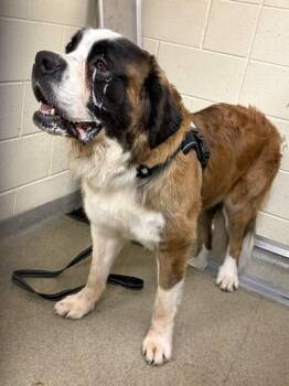 TINY -  Saint Bernard Dog for Adoption in West Valley City, Utah - TINY | PetCurious