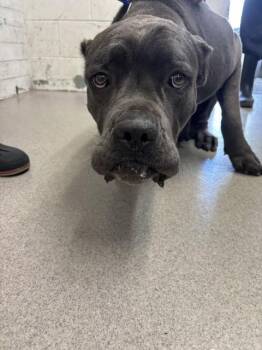 Cane Corso Dogs Available for Adoption - COOKIE | PetCurious