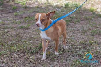 Chihuahua Dogs Available for Adoption - Xavier | PetCurious