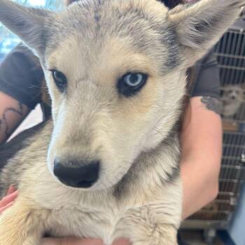 Scooper/cooper -  Husky Dog for Adoption in Kingman, Arizona - Scooper/cooper | PetCurious