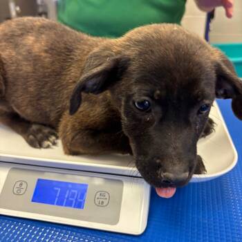 English Bulldog and Shepherd Dogs Available for Adoption in Hinesville, Georgia - Denim | PetCurious