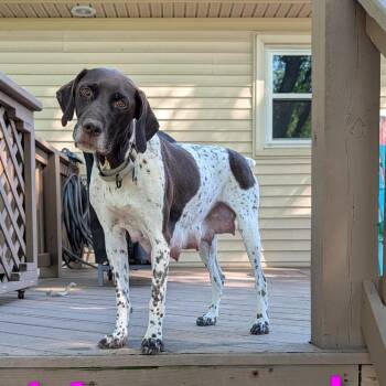 Krystel -  German Shorthaired Pointer and Mixed Breed Dog for Adoption in Fredericksburg, Virginia - Krystel | PetCurious
