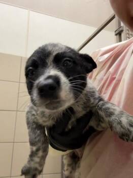 Luna -  Mixed Breed Dog for Adoption in Hobbs, New Mexico - Luna | PetCurious