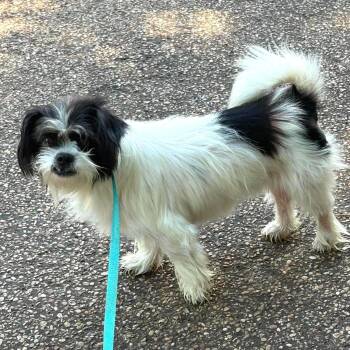 Skeeter -  Maltese and Shih Tzu Dog Available for Adoption in Caldwell, Texas - Skeeter | PetCurious