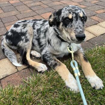 Jigsaw -  Mixed Breed Dog for Adoption in Buffalo, Minnesota - Jigsaw | PetCurious