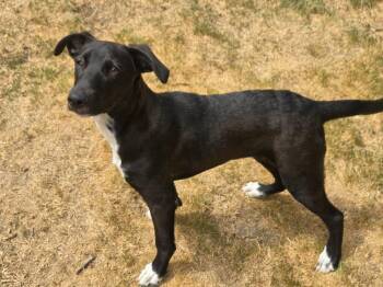 Jubilee -  Shepherd Dog for Adoption in North Richland Hills, Texas - Jubilee | PetCurious