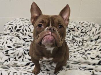 OLGA -  French Bulldog Dog for Adoption in Auburn, California - OLGA | PetCurious