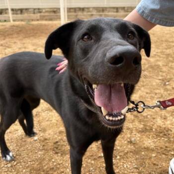 Mario -  Mixed Breed Dog for Adoption in Bentonville, Arkansas - Mario | PetCurious