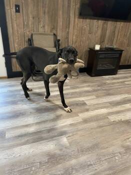 Rescue Great Dane Dogs for Adoption in Glenmoore, Pennsylvania - Diesel | PetCurious