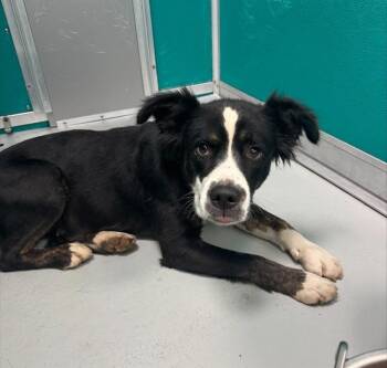 Border Collie and Pit Bull Terrier Dogs Available for Adoption in Oklahoma City, Oklahoma - A473029 | PetCurious