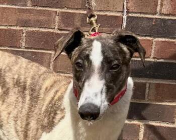 Melina -  Greyhound Dog for Adoption in Coon Rapids, Minnesota - Melina | PetCurious