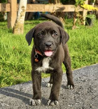Ozzy - Loving, Happy, Boy Puppy LOW ADOPTION FEE -  Labrador Retriever and Shepherd Dog Available for Adoption in Isabela, Isabela - Ozzy - Loving, Happy, Boy Puppy LOW ADOPTION FEE | PetCurious
