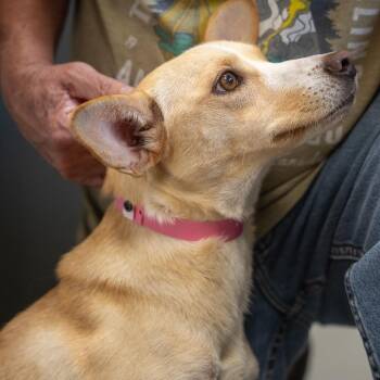 Lilly -  Feist and Mixed Breed Dog for Adoption in Pawling, New York - Lilly | PetCurious