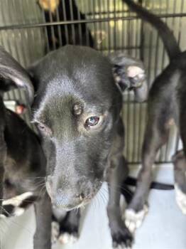 A657646 -  Labrador Retriever Dog for Adoption in Houston, Texas - A657646 | PetCurious