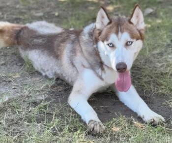 Rescue Husky Dogs for Adoption in Great Bend, Kansas - Fox | PetCurious