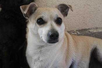 Chihuahua Dogs Available for Adoption in Yucca Valley, California - Poppy Babe | PetCurious
