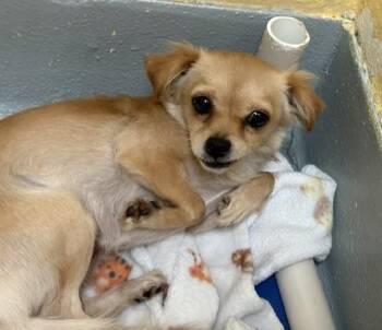 COLORADO -  Chihuahua and Mixed Breed Dog for Adoption in Tulsa, Oklahoma - COLORADO | PetCurious