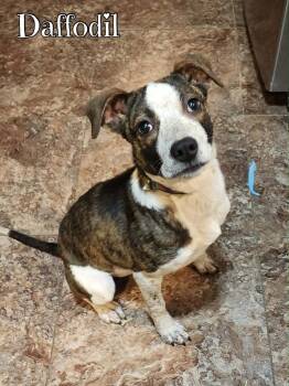 Plott Hound Dogs Available for Adoption - Daffodil | PetCurious