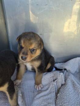 Seconded Surgery Suit -  Shepherd Dog for Adoption in Lawrenceville, Georgia - Seconded Surgery Suit | PetCurious