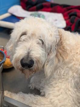 Carly -  Labrador Retriever and Poodle Dog for Adoption in Defiance, Ohio - Carly | PetCurious