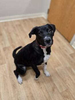Rescue Mixed Breed Dogs for Adoption in Woodstock, Illinois - Sam | PetCurious