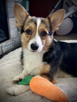 Rescue Corgi Dogs for Adoption in Tulsa, Oklahoma - Timmy | PetCurious