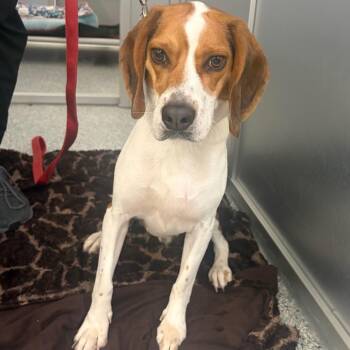 Bruegger -  Mixed Breed Dog for Adoption in Mentor, Ohio - Bruegger | PetCurious