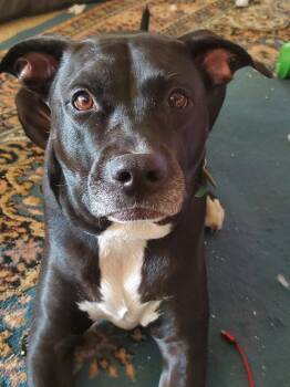 American Staffordshire Terrier Dogs Available for Adoption in Cincinnati, Ohio - Maxie | PetCurious