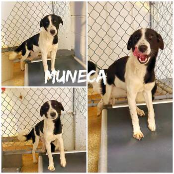 Terrier Dogs Available for Adoption in Saint James, Missouri - Muneca | PetCurious