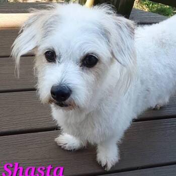 Shasta -  Miniature Poodle and Dachshund Dog for Adoption in Olathe, Kansas - Shasta | PetCurious