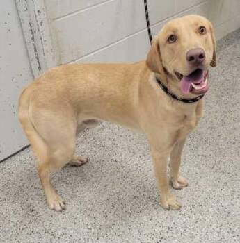 Labrador Retriever and Mixed Breed Dogs Available for Adoption in Kansas City, Missouri - Yoshi | PetCurious