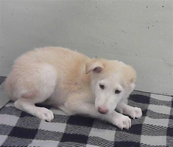 STARK -  Great Pyrenees and Mixed Breed Dog for Adoption in Houston, Texas - STARK | PetCurious