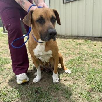Labrador Retriever and Rhodesian Ridgeback Dogs Available for Adoption in Conway, South Carolina - Etta Mae- Super Chill Girl Energy Looking For Love! | PetCurious