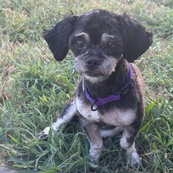 Goto -  Shih Tzu Dog for Adoption in Otisfield, Maine - Goto | PetCurious
