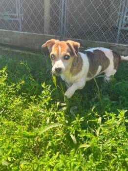 Jezabelle -  Jack Russell Terrier Dog for Adoption in Ogdensburg, New York - Jezabelle | PetCurious