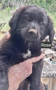 Labrador Retriever Dogs Available for Adoption in Manchester, Connecticut - Rose 1 | PetCurious