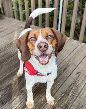 Rescue Beagle Dogs for Adoption in Milton, Georgia - Walker Carter | PetCurious