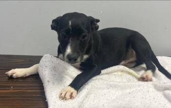 Hound Dogs Available for Adoption in Pryor, Oklahoma - Grundgetta | PetCurious