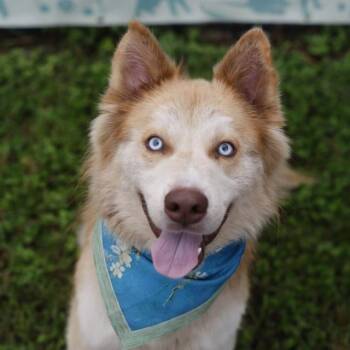 CHAPARRO -  Husky Dog for Adoption in San Antonio, Texas - CHAPARRO | PetCurious