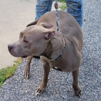 Gray Girl -  Pit Bull Terrier Dog for Adoption in Baltimore, Maryland - Gray Girl | PetCurious