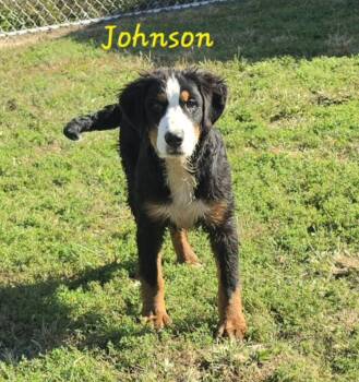Johnson -  Bernese Mountain Dog Dog for Adoption in Terre Haute, Indiana - Johnson | PetCurious