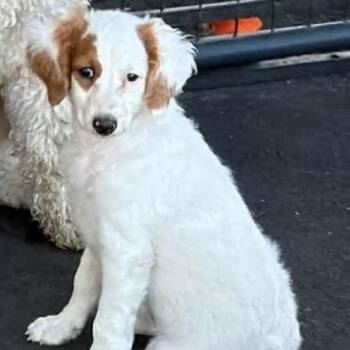 Zena -  Goldendoodle Dog for Adoption in Larkfield-wikiup, California - Zena | PetCurious