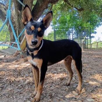 Bernardo -  Miniature Pinscher and Chihuahua Dog for Adoption in Houston, Texas - Bernardo | PetCurious