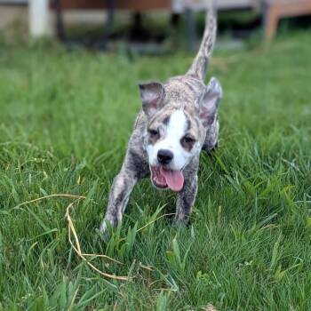 scooby -  Mixed Breed Dog for Adoption in Chattanooga, Tennessee - Scooby | PetCurious