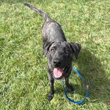 Teresita -  Mixed Breed Dog for Adoption in Wheeling, Illinois - Teresita | PetCurious