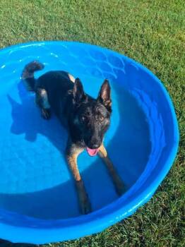 Axel -  German Shepherd Dog Dog for Adoption in Brownstown, Indiana - Axel | PetCurious