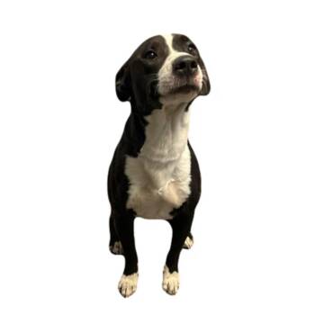 Blaze -  Pit Bull Terrier Dog for Adoption in Red Bluff, California - Blaze | PetCurious