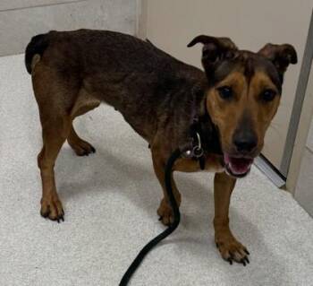 Mixed Breed Dogs Available for Adoption in Honolulu, Hawaii - Nutella | PetCurious