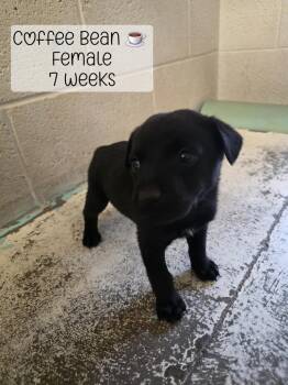 Coffee Bean -  Mixed Breed Dog for Adoption in Holbrook, Arizona - Coffee Bean | PetCurious